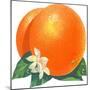 Orange Blossoms and Fruit-null-Mounted Premium Giclee Print