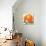 Orange Blossoms and Fruit-null-Mounted Giclee Print displayed on a wall