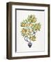 Orange Bonsai Orange-Cat Coquillette-Framed Giclee Print