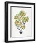 Orange Bonsai Orange-Cat Coquillette-Framed Giclee Print