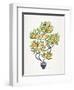 Orange Bonsai Orange-Cat Coquillette-Framed Giclee Print