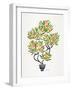 Orange Bonsai Orange-Cat Coquillette-Framed Giclee Print