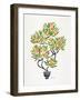 Orange Bonsai Orange-Cat Coquillette-Framed Giclee Print