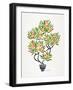 Orange Bonsai Orange-Cat Coquillette-Framed Giclee Print