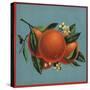 Orange Branch - Citrus Crate Label-Lantern Press-Stretched Canvas