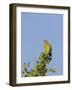 Orange-Breasted Green Pigeon (Treron Bicinctus), Uda Walawe National Park, Sri Lanka, Asia-Peter Barritt-Framed Photographic Print