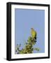 Orange-Breasted Green Pigeon (Treron Bicinctus), Uda Walawe National Park, Sri Lanka, Asia-Peter Barritt-Framed Photographic Print