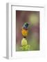 Orange-breasted sunbird, Cape Town, South Africa-Ann & Steve Toon-Framed Photographic Print