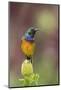 Orange-breasted sunbird, Cape Town, South Africa-Ann & Steve Toon-Mounted Photographic Print