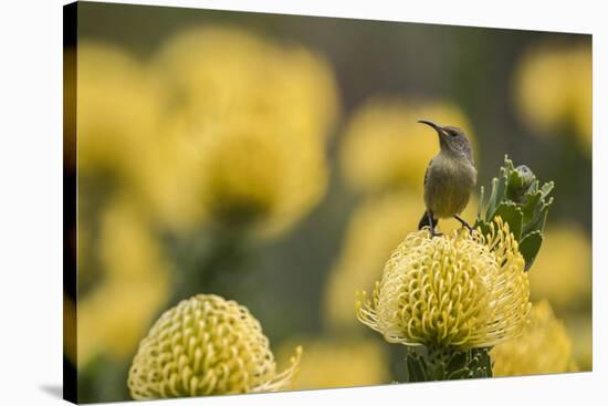 Orange-breasted sunbird female, Cape Town, South Africa-Ann & Steve Toon-Stretched Canvas