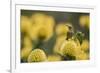 Orange-breasted sunbird female, Cape Town, South Africa-Ann & Steve Toon-Framed Photographic Print