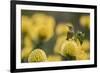 Orange-breasted sunbird female, Cape Town, South Africa-Ann & Steve Toon-Framed Photographic Print