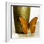 Orange Butterfly against Copper Vase-Tom Quartermaine-Framed Giclee Print