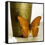 Orange Butterfly against Copper Vase-Tom Quartermaine-Framed Stretched Canvas