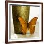 Orange Butterfly against Copper Vase-Tom Quartermaine-Framed Giclee Print