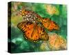 Orange Butterfly Fantasy II-Melinda Bradshaw-Stretched Canvas