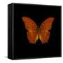 Orange Butterfly on Black-Tom Quartermaine-Framed Stretched Canvas