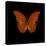 Orange Butterfly on Black-Tom Quartermaine-Stretched Canvas