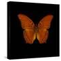 Orange Butterfly on Black-Tom Quartermaine-Stretched Canvas