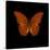 Orange Butterfly on Black-Tom Quartermaine-Stretched Canvas