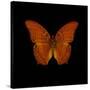 Orange Butterfly on Black-Tom Quartermaine-Stretched Canvas