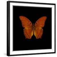 Orange Butterfly on Black-Tom Quartermaine-Framed Premium Giclee Print