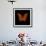 Orange Butterfly on Black-Tom Quartermaine-Framed Premium Giclee Print displayed on a wall