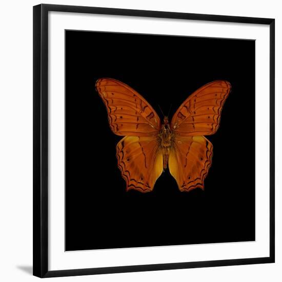 Orange Butterfly on Black-Tom Quartermaine-Framed Premium Giclee Print