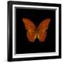 Orange Butterfly on Black-Tom Quartermaine-Framed Premium Giclee Print