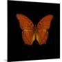 Orange Butterfly on Black-Tom Quartermaine-Mounted Premium Giclee Print