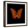 Orange Butterfly on Black-Tom Quartermaine-Framed Giclee Print