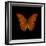 Orange Butterfly on Black-Tom Quartermaine-Framed Giclee Print