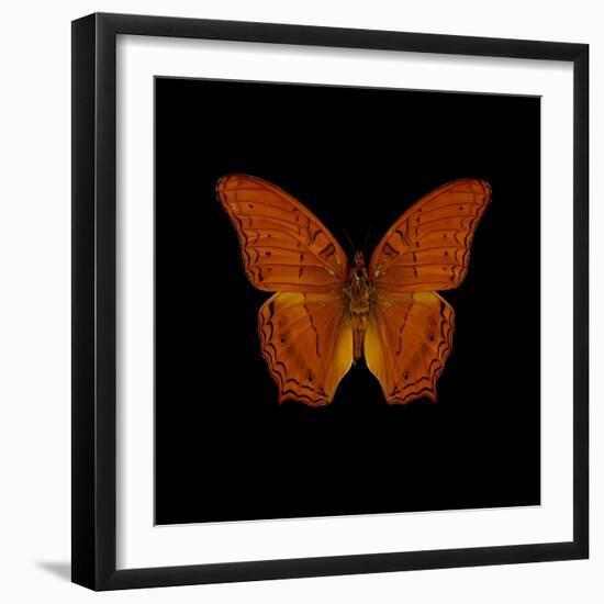 Orange Butterfly on Black-Tom Quartermaine-Framed Giclee Print