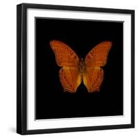 Orange Butterfly on Black-Tom Quartermaine-Framed Giclee Print