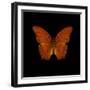 Orange Butterfly on Black-Tom Quartermaine-Framed Giclee Print