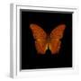 Orange Butterfly on Black-Tom Quartermaine-Framed Giclee Print