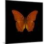 Orange Butterfly on Black-Tom Quartermaine-Mounted Giclee Print