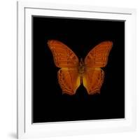 Orange Butterfly on Black-Tom Quartermaine-Framed Giclee Print