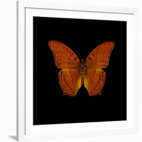 Orange Butterfly on Black-Tom Quartermaine-Framed Giclee Print