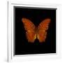 Orange Butterfly on Black-Tom Quartermaine-Framed Giclee Print