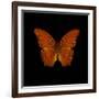 Orange Butterfly on Black-Tom Quartermaine-Framed Giclee Print