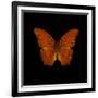 Orange Butterfly on Black-Tom Quartermaine-Framed Giclee Print