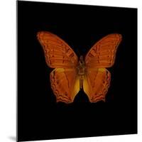 Orange Butterfly on Black-Tom Quartermaine-Mounted Giclee Print