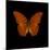 Orange Butterfly on Black-Tom Quartermaine-Mounted Giclee Print