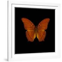 Orange Butterfly on Black-Tom Quartermaine-Framed Giclee Print