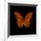 Orange Butterfly on Black-Tom Quartermaine-Framed Giclee Print