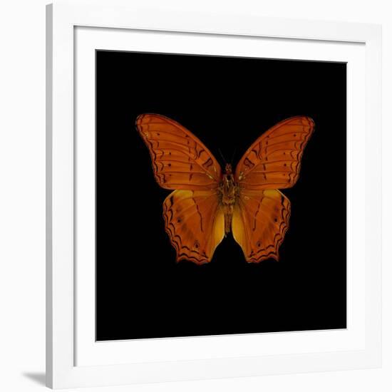 Orange Butterfly on Black-Tom Quartermaine-Framed Giclee Print