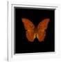 Orange Butterfly on Black-Tom Quartermaine-Framed Giclee Print