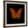 Orange Butterfly on Black-Tom Quartermaine-Framed Giclee Print