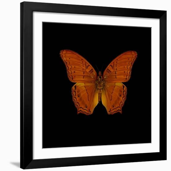 Orange Butterfly on Black-Tom Quartermaine-Framed Giclee Print
